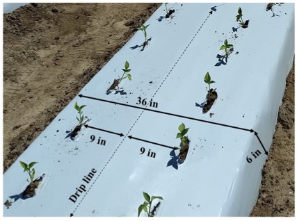 Figure 2. Dimensions of a typical vegetable crop bed with plastic mulching planted with bell pepper in Georgia.