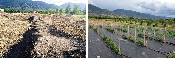 Biochar application and planting