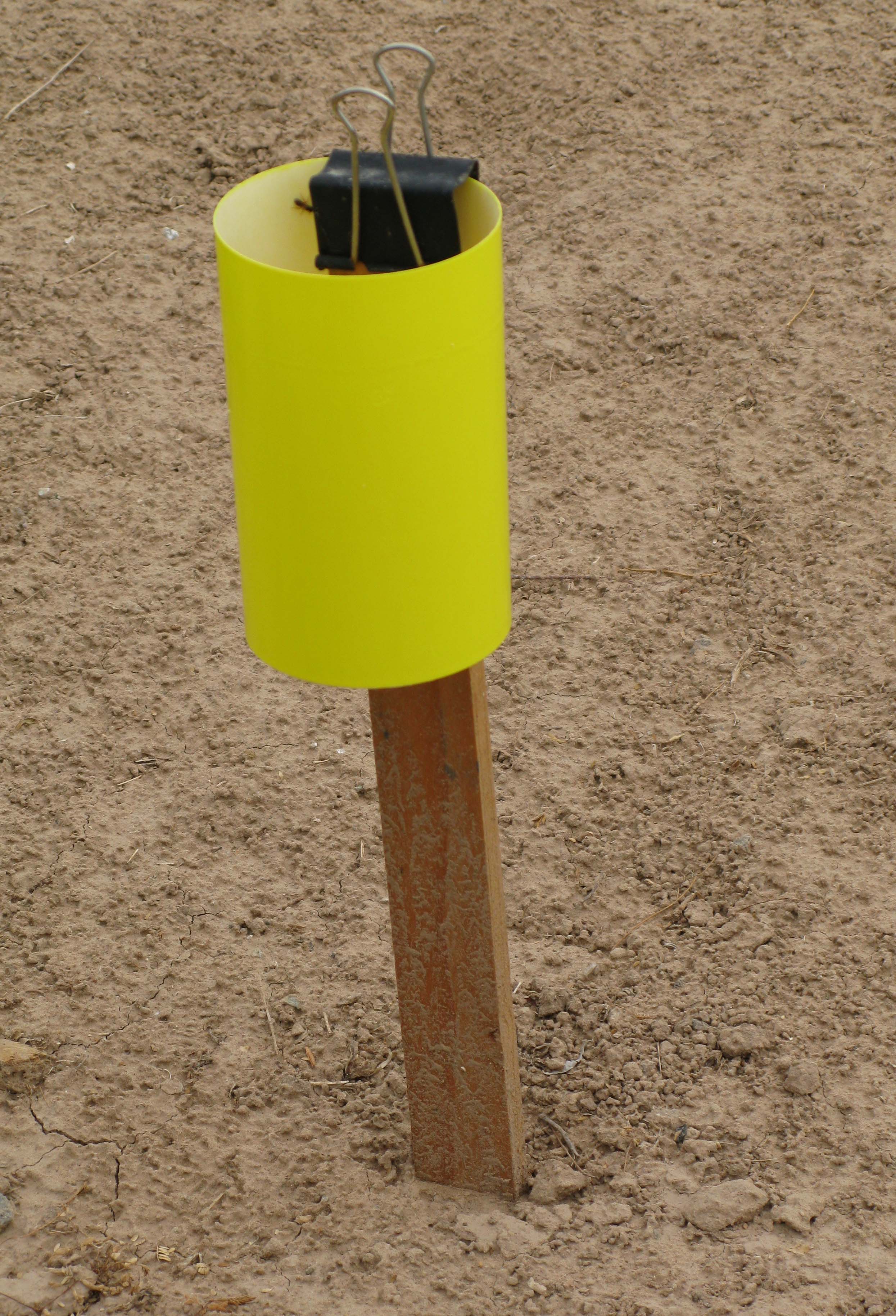 Figure 1: Yellow sticky trap