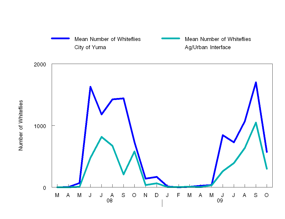 Figure 7: Mean number of whiteflies on the ag/urban interface and in the City of Yuma.