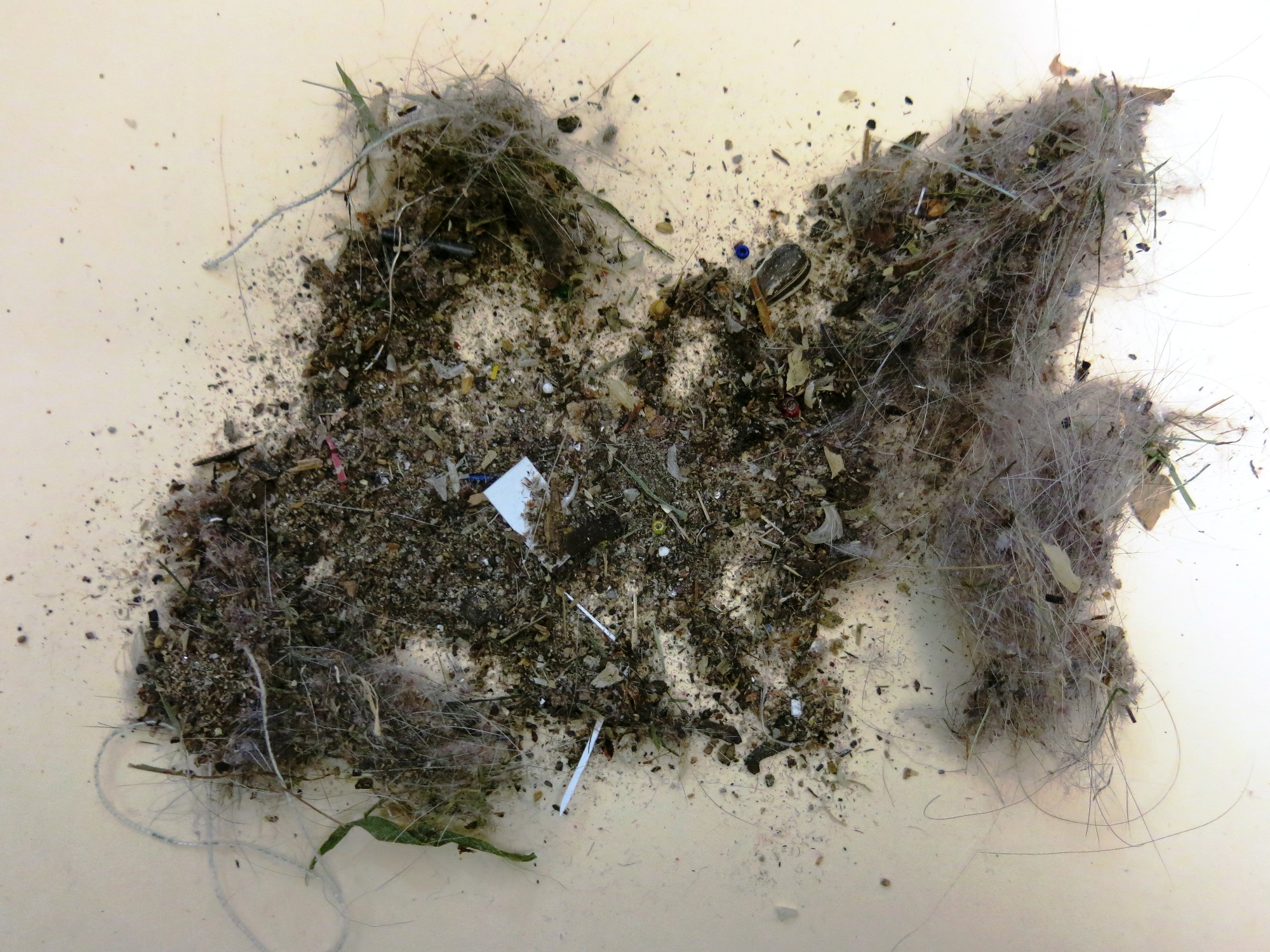 Figure 2. Typical example of sample submitted by presumed DI client. Contents include pet hair, human hair, dirt, plant material, paper scraps, beads, popcorn kernel, sunflower seed, pet toenails and feathers. Photo courtesy of Susan Kerr.