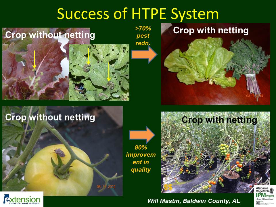 Figure 4. Major improvement in tomato and lettuce quality using HTPE system, Locally Grown Appetite Farms, Fairhope, AL. 