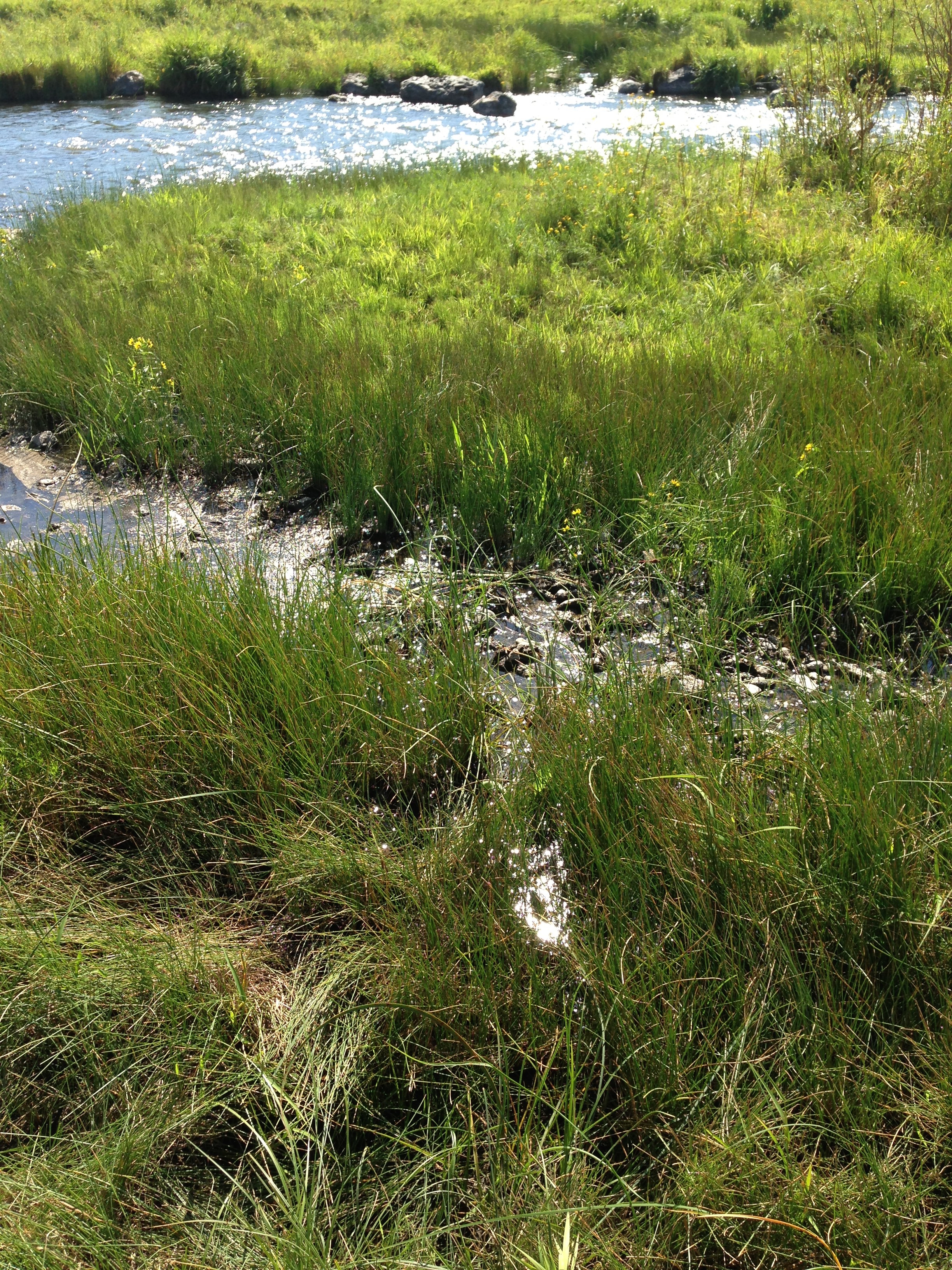 Grazed Intermountain West riparian zone 