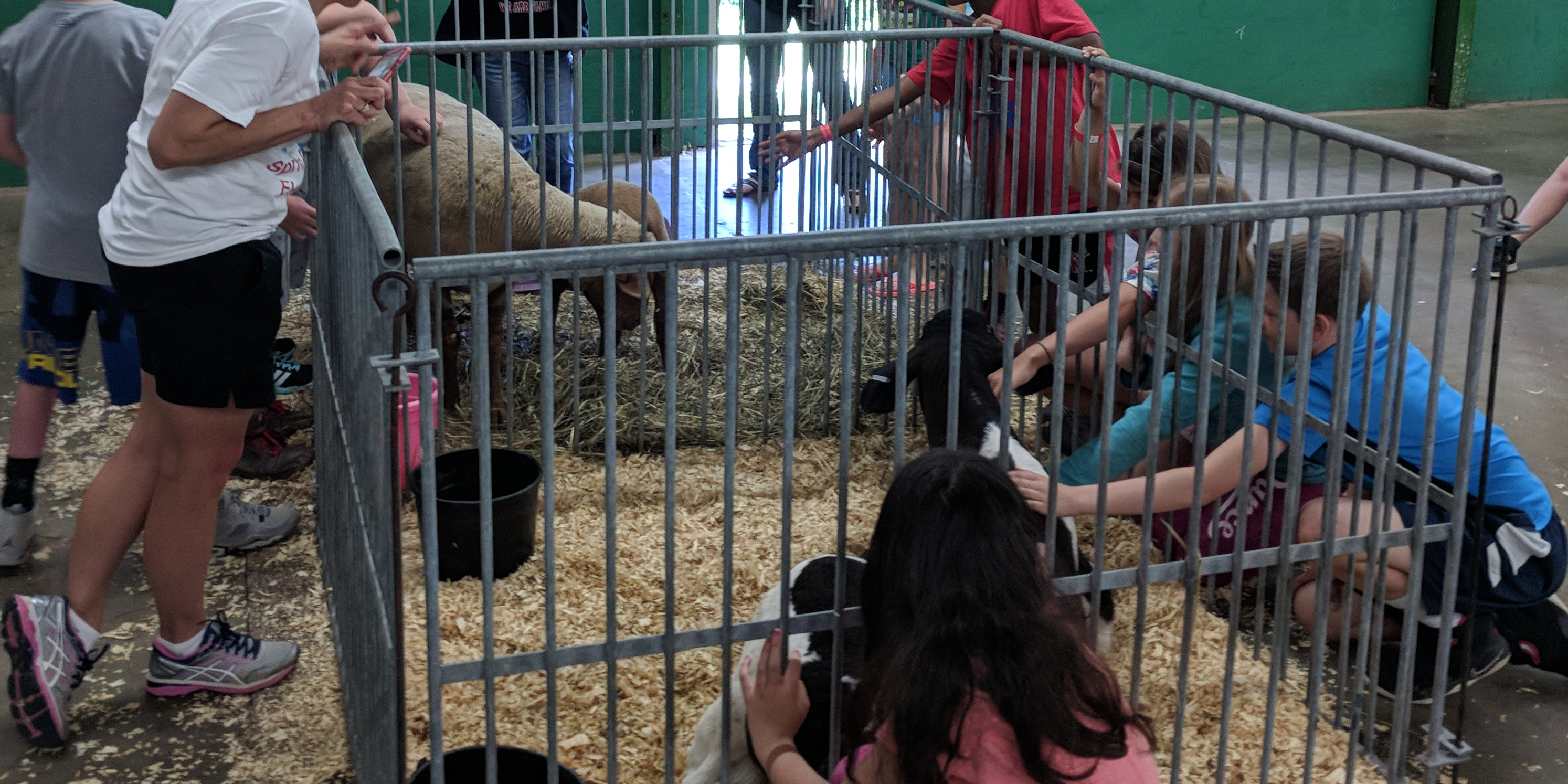 Children interact with dairy calf and sheep